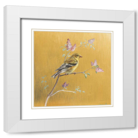 Female Goldfinch on Gold White Modern Wood Framed Art Print with Double Matting by Nai, Danhui