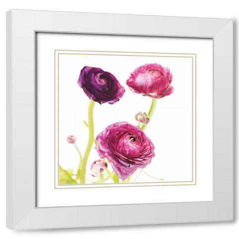Spring Ranunculus I White Modern Wood Framed Art Print with Double Matting by Marshall, Laura