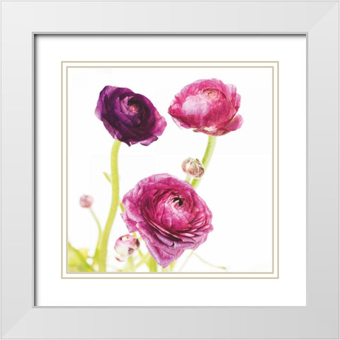 Spring Ranunculus I White Modern Wood Framed Art Print with Double Matting by Marshall, Laura