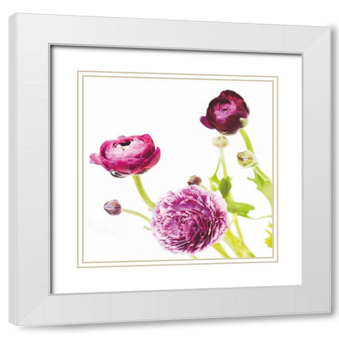 Spring Ranunculus II White Modern Wood Framed Art Print with Double Matting by Marshall, Laura