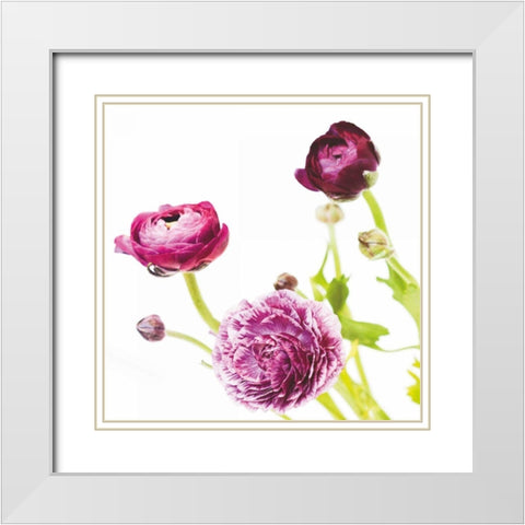 Spring Ranunculus II White Modern Wood Framed Art Print with Double Matting by Marshall, Laura