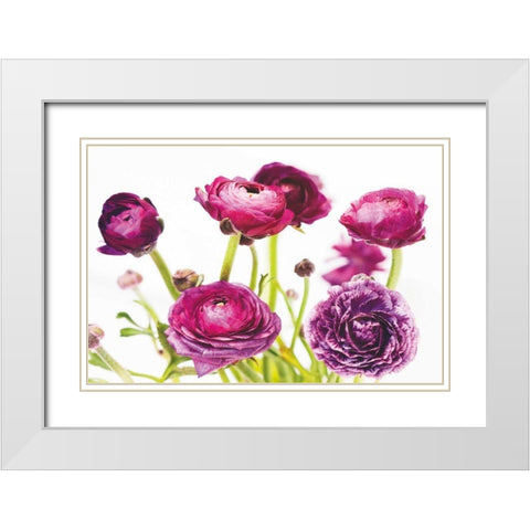 Spring Ranunculus III White Modern Wood Framed Art Print with Double Matting by Marshall, Laura