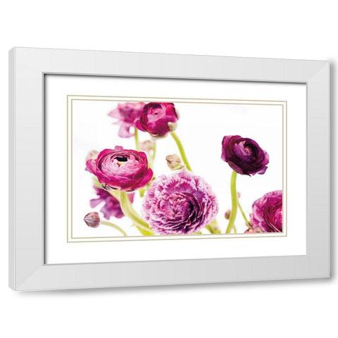 Spring Ranunculus IV White Modern Wood Framed Art Print with Double Matting by Marshall, Laura