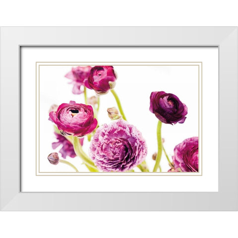 Spring Ranunculus IV White Modern Wood Framed Art Print with Double Matting by Marshall, Laura