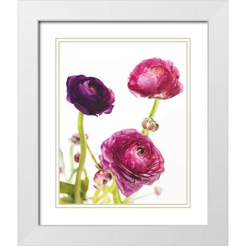 Spring Ranunculus V White Modern Wood Framed Art Print with Double Matting by Marshall, Laura