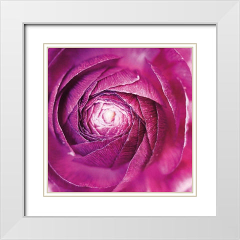 Ranunculus Abstract I Color White Modern Wood Framed Art Print with Double Matting by Marshall, Laura