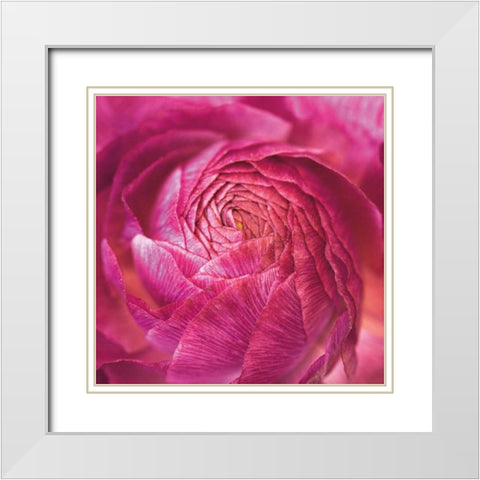 Ranunculus Abstract II Color White Modern Wood Framed Art Print with Double Matting by Marshall, Laura