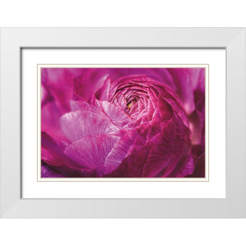 Ranunculus Abstract V Color White Modern Wood Framed Art Print with Double Matting by Marshall, Laura