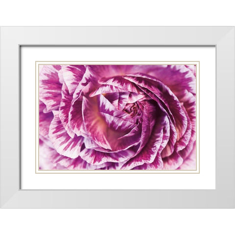 Ranunculus Abstract VI Color White Modern Wood Framed Art Print with Double Matting by Marshall, Laura