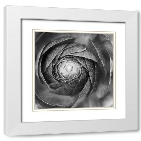 Ranunculus Abstract I BW White Modern Wood Framed Art Print with Double Matting by Marshall, Laura