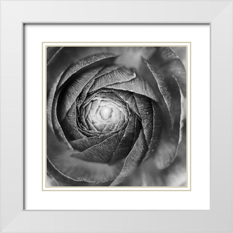 Ranunculus Abstract I BW White Modern Wood Framed Art Print with Double Matting by Marshall, Laura