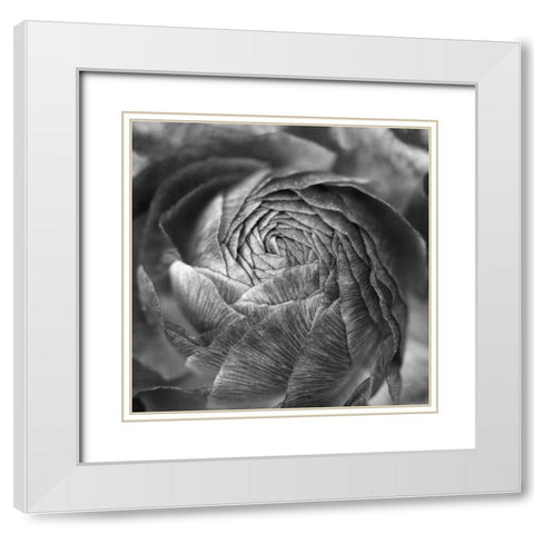 Ranunculus Abstract II BW White Modern Wood Framed Art Print with Double Matting by Marshall, Laura