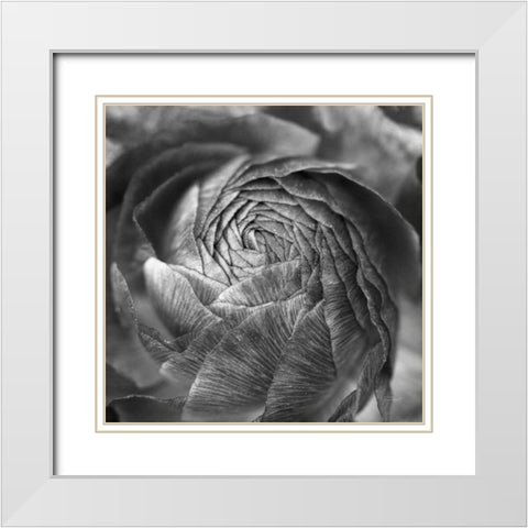 Ranunculus Abstract II BW White Modern Wood Framed Art Print with Double Matting by Marshall, Laura