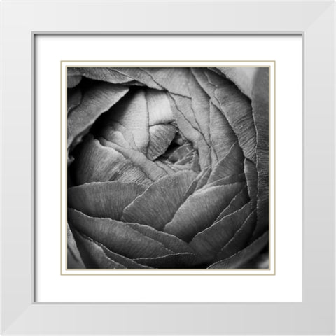 Ranunculus Abstract III BW White Modern Wood Framed Art Print with Double Matting by Marshall, Laura
