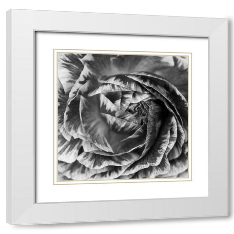 Ranunculus Abstract IV BW White Modern Wood Framed Art Print with Double Matting by Marshall, Laura