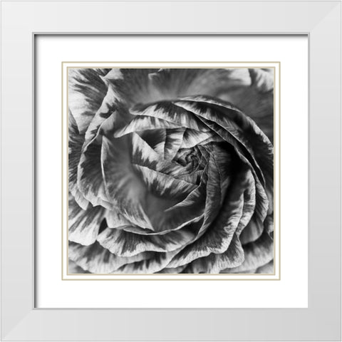 Ranunculus Abstract IV BW White Modern Wood Framed Art Print with Double Matting by Marshall, Laura