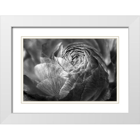 Ranunculus Abstract V BW White Modern Wood Framed Art Print with Double Matting by Marshall, Laura