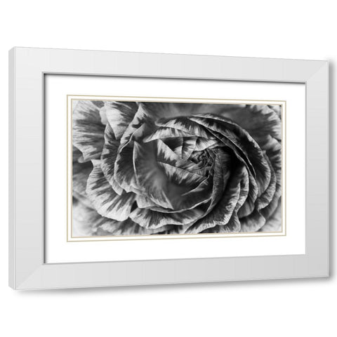 Ranunculus Abstract VI BW White Modern Wood Framed Art Print with Double Matting by Marshall, Laura
