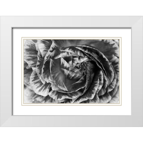 Ranunculus Abstract VI BW White Modern Wood Framed Art Print with Double Matting by Marshall, Laura