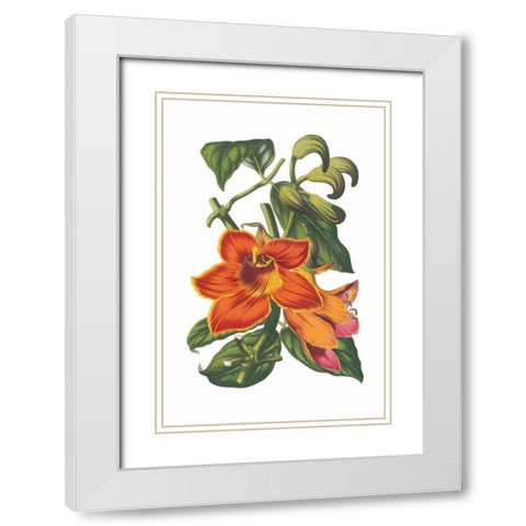 Antique Botanical XVIII White Modern Wood Framed Art Print with Double Matting by Wild Apple Portfolio