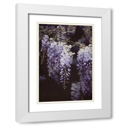 Wisteria Cascade I White Modern Wood Framed Art Print with Double Matting by Urquhart, Elizabeth