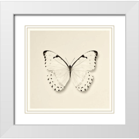 Butterfly II BW Crop White Modern Wood Framed Art Print with Double Matting by Van Swearingen, Debra