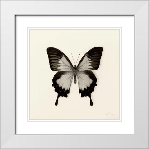 Butterfly III BW Crop White Modern Wood Framed Art Print with Double Matting by Van Swearingen, Debra