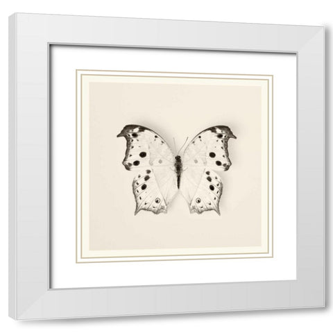 Butterfly IV BW Crop White Modern Wood Framed Art Print with Double Matting by Van Swearingen, Debra