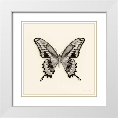 Butterfly VI BW Crop White Modern Wood Framed Art Print with Double Matting by Van Swearingen, Debra