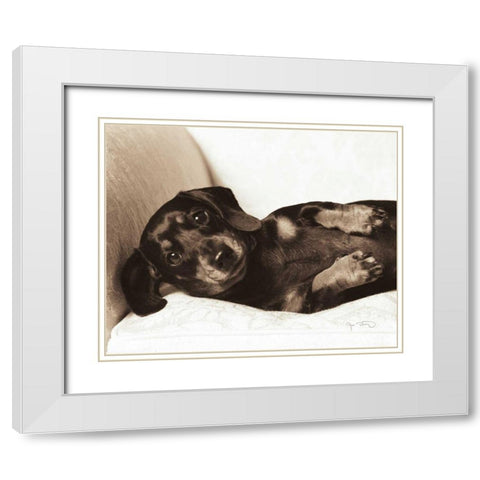 Dachshund Diva White Modern Wood Framed Art Print with Double Matting by Dratfield, Jim
