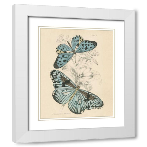 Assortment Butterflies II White Modern Wood Framed Art Print with Double Matting by Wild Apple Portfolio