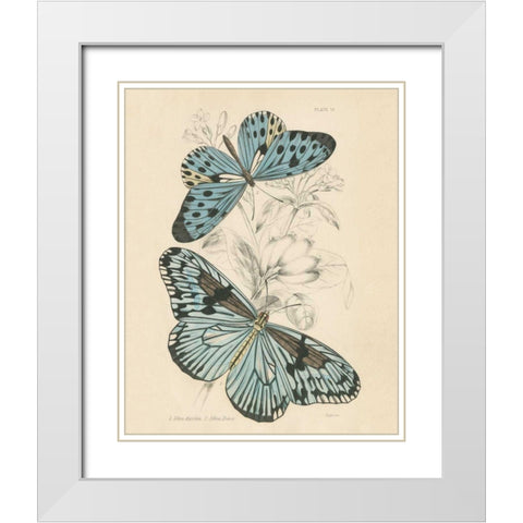 Assortment Butterflies II White Modern Wood Framed Art Print with Double Matting by Wild Apple Portfolio
