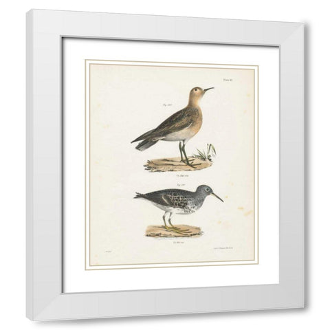 Shore Birds II White Modern Wood Framed Art Print with Double Matting by Wild Apple Portfolio