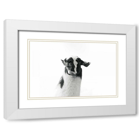 Lovable Llama I White Modern Wood Framed Art Print with Double Matting by Marshall, Laura