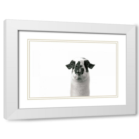 Lovable Llama II White Modern Wood Framed Art Print with Double Matting by Marshall, Laura