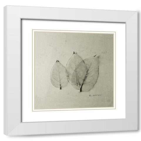 Trio of Skeleton Leaves White Modern Wood Framed Art Print with Double Matting by Goldstein, Ed