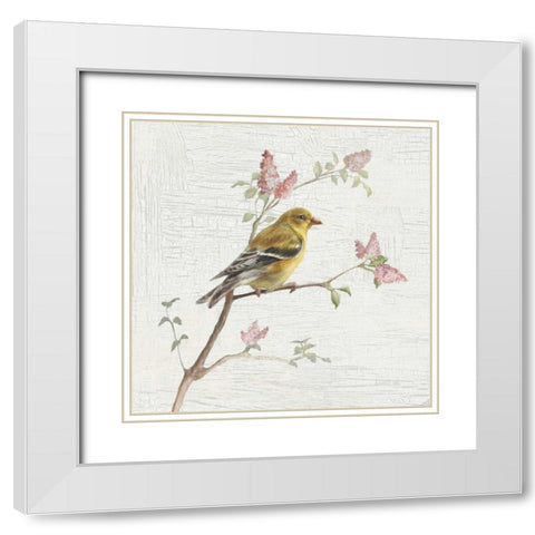 Female Goldfinch Vintage White Modern Wood Framed Art Print with Double Matting by Nai, Danhui