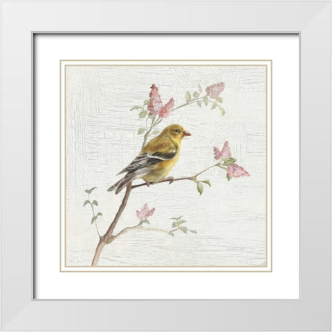 Female Goldfinch Vintage White Modern Wood Framed Art Print with Double Matting by Nai, Danhui