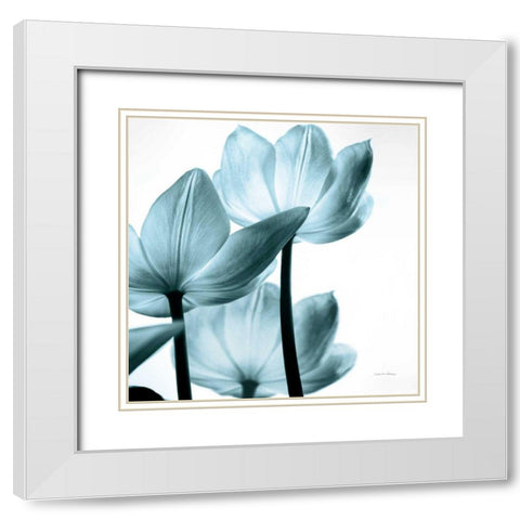 Translucent Tulips III Sq Aqua Crop White Modern Wood Framed Art Print with Double Matting by Van Swearingen, Debra