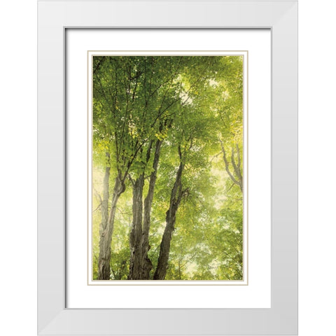 Towering Maples I White Modern Wood Framed Art Print with Double Matting by Urquhart, Elizabeth
