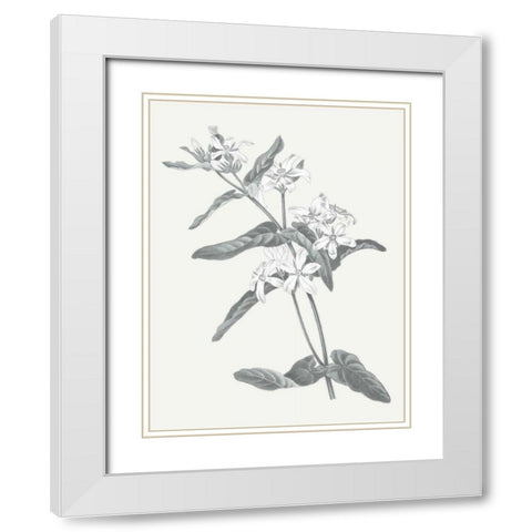 Neutral Botanical IV White Modern Wood Framed Art Print with Double Matting by Wild Apple Portfolio