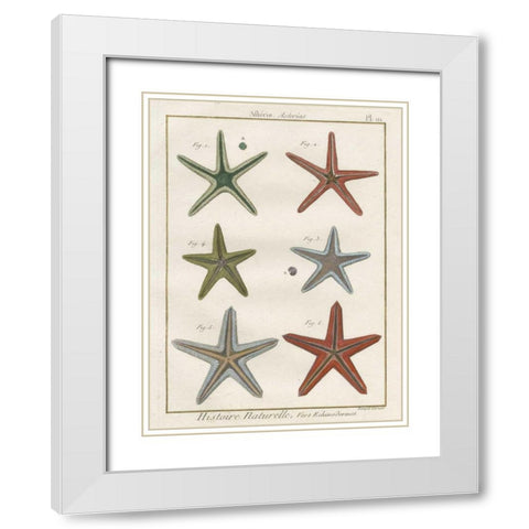 Histoire Naturelle Starfish II White Modern Wood Framed Art Print with Double Matting by Wild Apple Portfolio