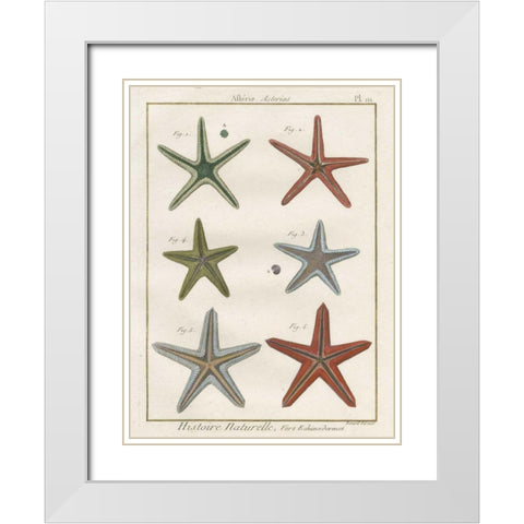 Histoire Naturelle Starfish II White Modern Wood Framed Art Print with Double Matting by Wild Apple Portfolio
