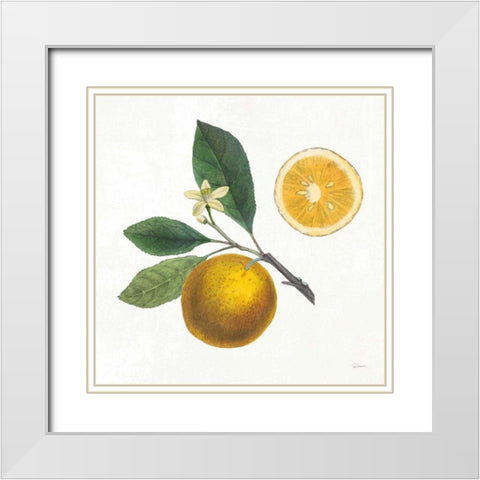 Classic Citrus II White Modern Wood Framed Art Print with Double Matting by Schlabach, Sue