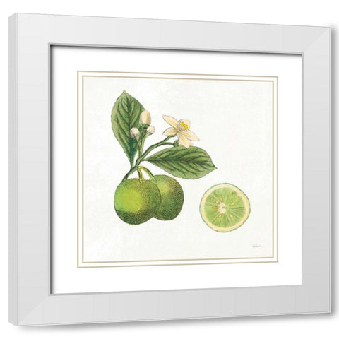 Classic Citrus III White Modern Wood Framed Art Print with Double Matting by Schlabach, Sue