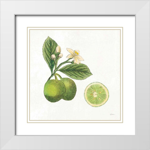 Classic Citrus III White Modern Wood Framed Art Print with Double Matting by Schlabach, Sue