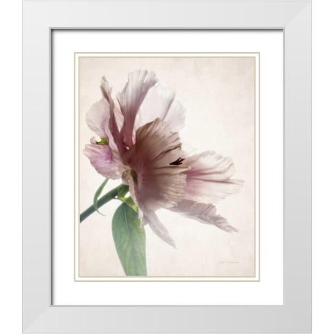 Translucent Peony II White Modern Wood Framed Art Print with Double Matting by Van Swearingen, Debra