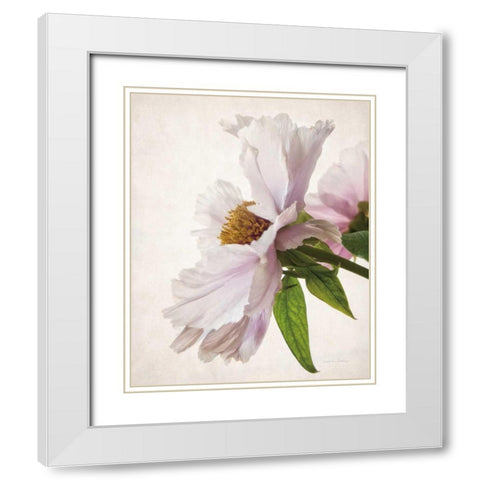 Translucent Peony IV White Modern Wood Framed Art Print with Double Matting by Van Swearingen, Debra