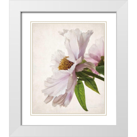 Translucent Peony IV White Modern Wood Framed Art Print with Double Matting by Van Swearingen, Debra