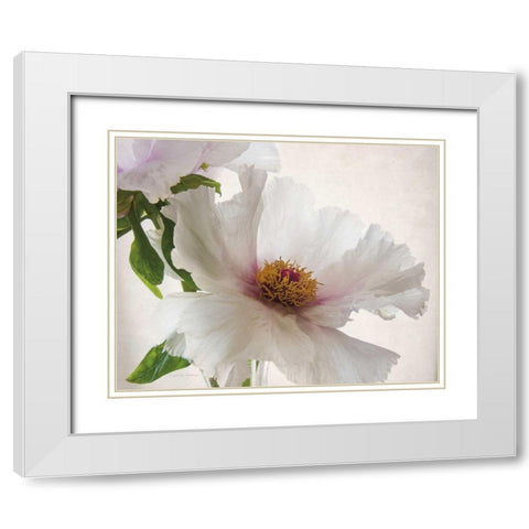 Translucent Peony VI White Modern Wood Framed Art Print with Double Matting by Van Swearingen, Debra